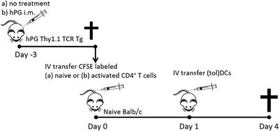 Matured Tolerogenic Dendritic Cells Effectively Inhibit Autoantigen Specific CD4+ T Cells in a Murine Arthritis Model